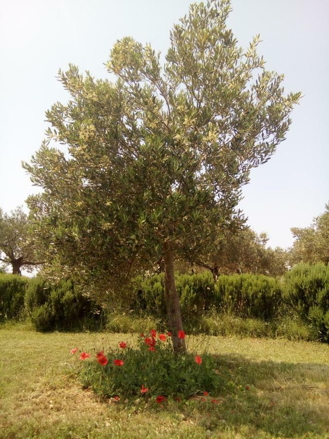 B&B Curica Doma Donje Polje Esterno foto